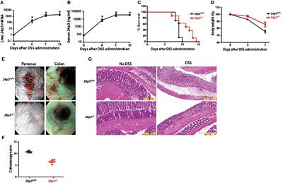 Lipocalin 24p3 Induction in Colitis Adversely Affects Inflammation and Contributes to Mortality